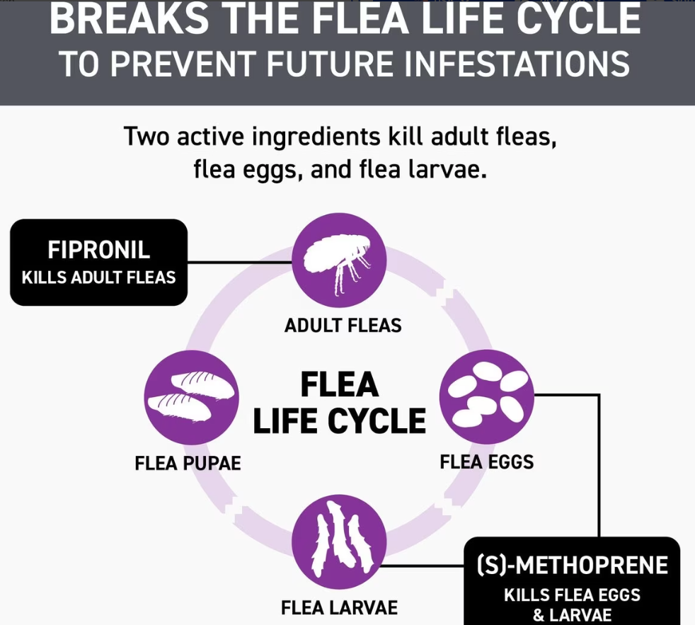 Frontline Plus Flea and Tick Treatment for Dogs 3 Month Medium Dog 23-44 Pounds